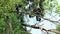 Bat hanging on a tree branch Malayan bat or Lyle\'s flying fox science names Pteropus lylei, low-angle of view shot