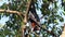 Bat hanging on a tree branch Malayan bat or Lyle\'s flying fox science names Pteropus lylei, low-angle of view shot