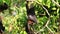 Bat hanging on a tree branch Malayan bat or Lyle\'s flying fox science names Pteropus lylei, low-angle of view shot