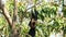 Bat hanging on a tree branch Malayan bat or Lyle\'s flying fox science names Pteropus lylei, low-angle of view shot