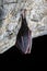 Bat hibernating in a cave. Bat hanging off the wall in a cave.