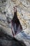 Bat hibernating in a cave. Bat hanging off the wall in a cave.