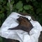 bat on a napkin in the forest