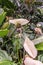 Bat plant tropical flower in Botanical Garden of Cairns, Australia