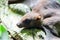 Bat portrait. Indian flying fox (Pteropus giganteus chinghaiensis