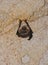 A bat rests upside down during the day in the catacombs of eastern Crimea