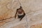 A bat rests upside down during the day in the catacombs of eastern Crimea