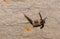 A bat rests upside down during the day in the catacombs of eastern Crimea