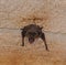 A bat rests upside down during the day in the catacombs of eastern Crimea