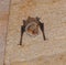 A bat rests upside down during the day in the catacombs of eastern Crimea