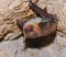 A bat rests upside down during the day in the catacombs of eastern Crimea