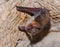 A bat rests upside down during the day in the catacombs of eastern Crimea