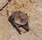 A bat rests upside down during the day in the catacombs of eastern Crimea