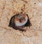 A bat rests upside down during the day in the catacombs of eastern Crimea