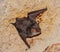 A bat rests upside down during the day in the catacombs of eastern Crimea