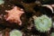 Bat star starfish  Asterina miniata