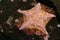 Bat star starfish  Asterina miniata