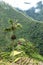 Batad Field Terraces - Philippines