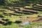 Batad rice terraces