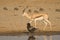 Bataleur and springbok