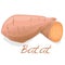 Batat, sweet potato vector
