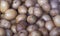 Batatas Solanum tuberosum sem vapor fresco para preparaÃ§Ã£o de saladas
