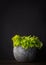 Batavia green lettuce isolated on black background