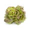 Batavia lettuce isolated