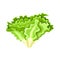 Batavia lettuce isolated on white background. Kind salad in flat style. Agriculture symbol for any purpose