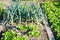 Batavia lettuce and leek plants