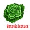 Batavia Lettuce vegetable plant icon