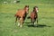 Batch of beautiful horses running on pasturage