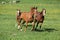 Batch of beautiful horses running on pasturage