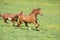 Batch of beautiful horses running on pasturage