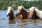 Batch of blond chestnut horses in water