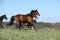 Batch of brown horses moving in pasturage