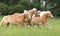 Batch of chestnut horses running together in freedom