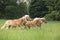 Batch of chestnut horses running together in freedom