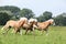 Batch of chestnut horses running together in freedom