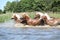 Batch of chestnut horses running in water