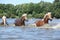 Batch of chestnut horses running in water