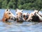 Batch of chestnut horses swimming in water