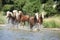 Batch of chestnut horses in water