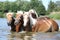 Batch of chestnut horses in water