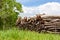 batch of fire wood in the green grass meadow