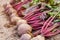 Batch of freshly plucked beetroot on ground closeup. Arrange ripe beet in row. Plant growing, seasonal big harvest.