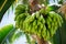 Batch of green bananas ripening on palm. Generative AI