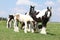 Batch of horses on pasturage