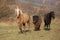 Batch of horses running in autumn