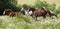 Batch of horses running in flowered scene